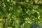 Close up of the aquatic plant Ceratophyllum coontails, hornworts floating on the surface of the water in a pond. Europe