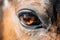 Close Up Of Arabian Bay Horse