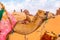 Close up of a Arabian Camels, gathered together in the red desert