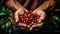 Close-up arabica coffee berries with agriculturist hands