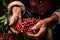 Close-up arabica coffee berries with agriculturist hands