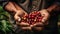 Close-up arabica coffee berries with agriculturist hands