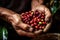 Close-up arabica coffee berries with agriculturist hands