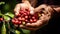 Close-up arabica coffee berries with agriculturist hands