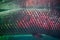 Close up of Arapaima fish skin or Arapaima gigas