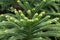 Close up of Araucaria Biramulata branch, evergreen coniferous tree