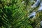 Close up of Araucaria heterophylla Norfolk Island pine branches, California