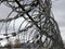 Close-up Ð²arbed wire on the background gray sky. Prison concept, space for text