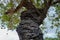 Close up of an arboreal termite nest in a Cashew tree in the Rupununi Savannah of Guyana