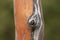 Close up of Arbutus menziesii tree trunk bark pattern