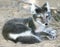 Close-up of Arctic fox resting