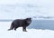 Close up of an Arctic fox in winter