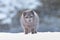 Close up of Arctic Fox in winter