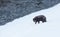 Close up of an Arctic fox in winter on a coastal area