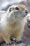 Close-up of an Arctic Ground Squirrel standing on a rock near Baker Lake