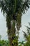 Close-up of Arenga pinnata palm with edible brown fruits and long leaves.