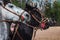 Close-up of Argentine gaucho horses