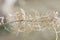 Close up of arid grass curling around a branch in sprials, covered with white ice crystals in winter