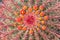 Close up of an Arizona barrel cactus Ferocactus wislizeni with flowers