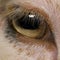 Close-up of Arles Merino sheep eye