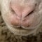 Close-up of Arles Merino sheep nose