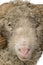 Close-up of Arles Merino sheep, ram, 5 years old