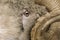 Close-up of Arles Merino sheep, ram, 5 years old