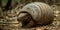 A close-up of an armadillo armored shell as it rolls into a ball , concept of Protection