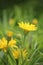 Close up of Arnica fulgens flowers