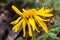 Close up of Arnica Montana flower