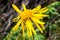 Close up of Arnica Montana flower