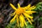 Close up of Arnica Montana flower