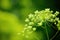 Close up of aromatic dill with small flowers