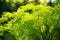 Close up of aromatic dill with small flowers