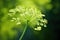 Close up of aromatic dill with small flowers