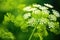 Close up of aromatic dill with small flowers