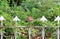 Close-up arrow fence with ivy tree and dried leaves background