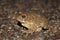 Close Up Arroyo Toad Anaxyrus californicus night in California