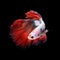 Close up art movement of Betta fish or Siamese fighting fish isolated on black background.