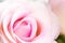 Close up of artificial pastel rose