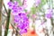 Close up of Artificial Purple Orchids hanging on bamboo tree wit