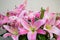 Close-up of artistic flower arrangement of dried flowers