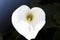 Close-up arum lily flower in garden