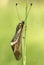 Close-up of Ascalaphus libelluloides, Owlfly