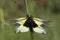 Close-up of Ascalaphus libelluloides, Owlfly