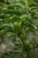 Close up of a Ashwagandha plant with its raw fruit