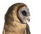 Close-up of an Ashy-faced owl (Tyto glaucops)