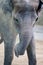 Close-up of an Asian elephant while moving dirt