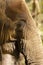 Close up Asian elephant trunk