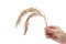 Close-up of an Asian farmer holding a Ears of rice isolated on white background